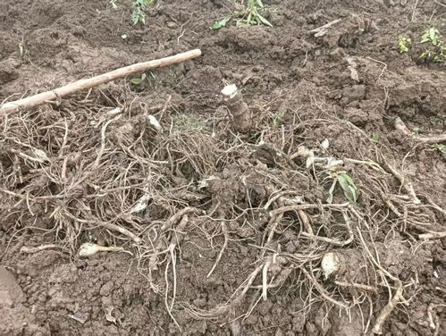 甘肅華亭中藥材喜獲豐收 產業升級破土而出